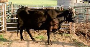 Cow Lays Down To Give Birth To Calf, But Farmers Are Shocked By What They Walk Into The Next Morning Cow Lays Down To Give Birth To Calf, But Farmers Are Shocked By What They Walk Into The Next Morning