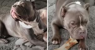 Shelter Staff Freeze When Pit Bull Rips Up Visitor’s Coat, But Man Said, 'Now, I Want Him More' Shelter Staff Freeze When Pit Bull Rips Up Visitor’s Coat, But Man Said, 'Now, I Want Him More'