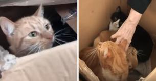 Rescuers Cut Open Boxes Shut Tight With Tape, Discover 11 Cats Left For Dead Trapped Inside Rescuers Cut Open Boxes Shut Tight With Tape, Discover 11 Cats Left For Dead Trapped Inside