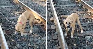 Man Sees Puppy Tied To A Train Track And Realizes He Was Abandoned There On Purpose Man Sees Puppy Tied To A Train Track And Realizes He Was Abandoned There On Purpose