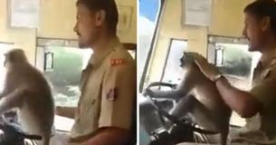 Bus Driver Suspended For Allowing A Monkey To Steer Bus Driver Suspended For Allowing A Monkey To Steer