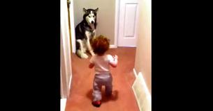 Dad Turns On Vacuum Only To Have Baby Steal The Show When She Beelines Straight Towards Her ‘Protector’ Dad Turns On Vacuum Only To Have Baby Steal The Show When She Beelines Straight Towards Her ‘Protector’