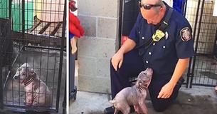 Pup Is Sad At Shelter Until Reunited With The Firefighter Who Saved Her From Abuse Pup Is Sad At Shelter Until Reunited With The Firefighter Who Saved Her From Abuse