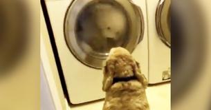 Girl Notices Worried Dog Staring At Dryer, Cracks Up When She Looks Inside. Girl Notices Worried Dog Staring At Dryer, Cracks Up When She Looks Inside.