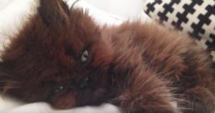 Woman Adopts Tiny Sick Kitten. One Year Later, It Weighs Nearly As Much As His Owner Woman Adopts Tiny Sick Kitten. One Year Later, It Weighs Nearly As Much As His Owner