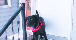 Hero Dog Guides Owner To Elderly Woman's Body in Snow in Below Freezing Temps Hero Dog Guides Owner To Elderly Woman's Body in Snow in Below Freezing Temps