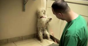 Man Rescues Terrified Dog 1 Hr Before Being Put Down: Reaction When Saved Has Everyone Tearing Up Man Rescues Terrified Dog 1 Hr Before Being Put Down: Reaction When Saved Has Everyone Tearing Up