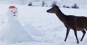 Deer Encounters Snowman Blocking His Way and Deer Encounters Snowman Blocking His Way and