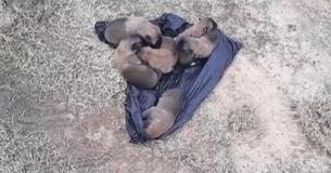 Good Samaritan Rescues Bag Of Puppies Thrown From Car Along Highway Good Samaritan Rescues Bag Of Puppies Thrown From Car Along Highway