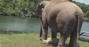 Elephant Waits Weeks For Injured Dog BFF To Come Back, Now Watch As They're Finally Reunited Elephant Waits Weeks For Injured Dog BFF To Come Back, Now Watch As They're Finally Reunited