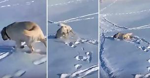 Watch: Happy Pup Can't Stop Belly Sliding Down Snowy Hill Watch: Happy Pup Can't Stop Belly Sliding Down Snowy Hill