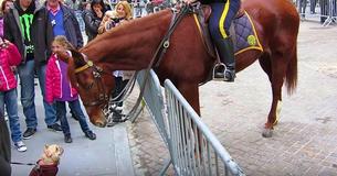 French Bulldog Walks Up To Police Horse - Horses Response To Meeting Him Has Gone Viral French Bulldog Walks Up To Police Horse - Horses Response To Meeting Him Has Gone Viral
