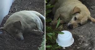 Dog Found Living In Scum After His Owners Moved Away And Left Him Behind Dog Found Living In Scum After His Owners Moved Away And Left Him Behind