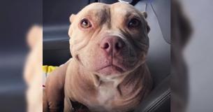 This Pit Bull Has Been Smiling From Ear To Ear Ever Since She Was Saved From The Streets This Pit Bull Has Been Smiling From Ear To Ear Ever Since She Was Saved From The Streets