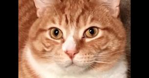 Cat Returned To Shelter After New Owner 'Can't Stand' His Snuggly Demeanor Cat Returned To Shelter After New Owner 'Can't Stand' His Snuggly Demeanor