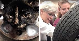 Veterinary Office Shares Pictures After Saving Kitten from Rim Of Tire Veterinary Office Shares Pictures After Saving Kitten from Rim Of Tire