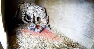 Zoo Rejoices When Pregnant Cheetah Delivers Whopping Litter Of 7 Cubs For The Second Time Zoo Rejoices When Pregnant Cheetah Delivers Whopping Litter Of 7 Cubs For The Second Time