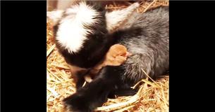 Owner Records Precious Moment Baby Goat And Baby Chick Snuggle Up And Fall Asleep Together Owner Records Precious Moment Baby Goat And Baby Chick Snuggle Up And Fall Asleep Together
