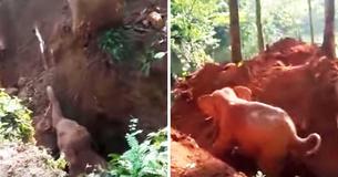 Rescuers Spend 6 Hours Building Ramp To Help Terrified Baby Elephant Trapped In 30-Foot Well Rescuers Spend 6 Hours Building Ramp To Help Terrified Baby Elephant Trapped In 30-Foot Well