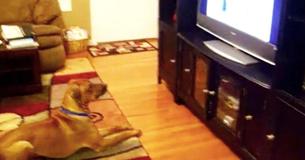 Dad Catches The Pup Responding To Commands On The TV, And It’s Hilarious Dad Catches The Pup Responding To Commands On The TV, And It’s Hilarious