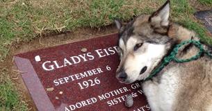Dog Can Hardly Breath While Crying When Visting Cemetery To See His Late Owner’s Gravestone Dog Can Hardly Breath While Crying When Visting Cemetery To See His Late Owner’s Gravestone