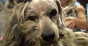 Homeless Dog Gets Saved And Taken Through Remarkable Transformation Homeless Dog Gets Saved And Taken Through Remarkable Transformation