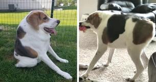 Disabled Dog Left For Dead At 2 Months Old Finds Forever Home: 'Happiest Dog Alive' Disabled Dog Left For Dead At 2 Months Old Finds Forever Home: 'Happiest Dog Alive'