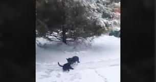Woman Records Dog Pulls Stray Cat Through Snow Only To Find Out “Mission” Lighting Up The Internet Woman Records Dog Pulls Stray Cat Through Snow Only To Find Out “Mission” Lighting Up The Internet