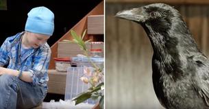After Feeding Crows In Her Garden For 4 Years, 8-Year Old Girl Gets Awesome Gifts From Them After Feeding Crows In Her Garden For 4 Years, 8-Year Old Girl Gets Awesome Gifts From Them