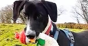 Britain's Loneliest Dog Has Gone 500 Days Without Anyone Wanting To Take Him Home Britain's Loneliest Dog Has Gone 500 Days Without Anyone Wanting To Take Him Home