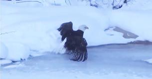 Video: Rescuers Save Bald Eagle Trapped On Icy Lake Video: Rescuers Save Bald Eagle Trapped On Icy Lake