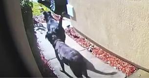 After Woman Suffers Stroke, Doorbell Cam Records 2 Labs Rushing Through Neighborhood For Help After Woman Suffers Stroke, Doorbell Cam Records 2 Labs Rushing Through Neighborhood For Help