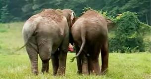 Ex-elefantes de circo foram separadas por 22 anos, e câmeras capturaram o momento emocionante em que eles finalmente se reencontram Ex-elefantes de circo foram separadas por 22 anos, e câmeras capturaram o momento emocionante em que eles finalmente se reencontram