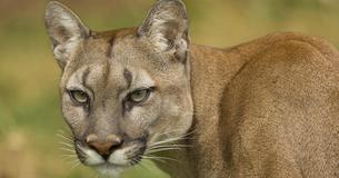 Woman Runs To Break Up Dog Fight, Finds Out She Stuck Her Hand Between Pup and Mountain Lion Woman Runs To Break Up Dog Fight, Finds Out She Stuck Her Hand Between Pup and Mountain Lion