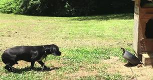 Dog Taken From Neglectful Family Arrives To Place He Can Finally Call Home Dog Taken From Neglectful Family Arrives To Place He Can Finally Call Home