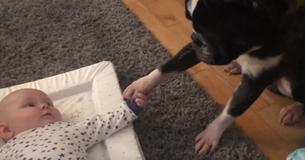 Mother Captures Adorable Moment Family Dog Doesn't Want To Let Go Of Baby Brother’s Little Hand Mother Captures Adorable Moment Family Dog Doesn't Want To Let Go Of Baby Brother’s Little Hand