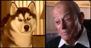 Grandpa Receives Call That His Lost Husky Has Been Found After 2 Years Of Begging Strangers To Help Grandpa Receives Call That His Lost Husky Has Been Found After 2 Years Of Begging Strangers To Help