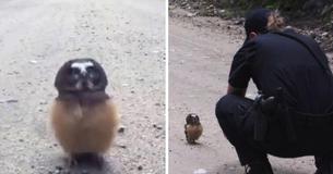 Officer Spots Baby Owl In The Middle Of The Street And Has The Cutest Conversation Officer Spots Baby Owl In The Middle Of The Street And Has The Cutest Conversation