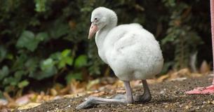 More Than 2,000 Abandoned Flamingo Chicks Rescued By Conservationists More Than 2,000 Abandoned Flamingo Chicks Rescued By Conservationists