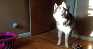 Mom Confronts Husky About Stolen Tennis Shoe, Records His Laugh-Out-Loud Response Mom Confronts Husky About Stolen Tennis Shoe, Records His Laugh-Out-Loud Response