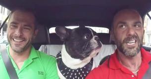 Dog Practices Speaking Different Languages With His Daddy Dog Practices Speaking Different Languages With His Daddy