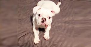 Bulldog Saved From Meat Market Is So Happy With Life That His Tongue Constantly Hangs Out Bulldog Saved From Meat Market Is So Happy With Life That His Tongue Constantly Hangs Out