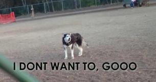 Husky Throws Priceless Temper Tantrum When It's Time To Go Home Husky Throws Priceless Temper Tantrum When It's Time To Go Home