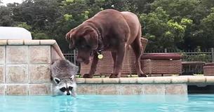 Raccoon Reaches Into Pool But It's The Labrador's Move That Has Made Internet Fall In Love Raccoon Reaches Into Pool But It's The Labrador's Move That Has Made Internet Fall In Love