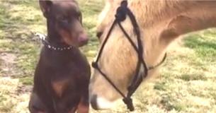 Doberman And Horse Share Incredibly Special Friendship Doberman And Horse Share Incredibly Special Friendship
