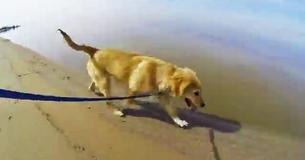 Dog Sees Her Mom For The First Time Since She Was A Puppy Dog Sees Her Mom For The First Time Since She Was A Puppy