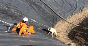 Workers Rescue Dog And Her Baby From Water Pit Workers Rescue Dog And Her Baby From Water Pit
