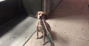 Pet Store Is Closed, Dog Gets Sad And Refuses To Leave Pet Store Is Closed, Dog Gets Sad And Refuses To Leave