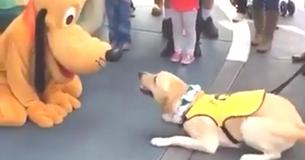 This Service Dog Is Super Happy To Meet Pluto At Disney This Service Dog Is Super Happy To Meet Pluto At Disney