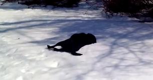 Black Labrador Can't Get Enough Of Body Sliding Through The Snow Black Labrador Can't Get Enough Of Body Sliding Through The Snow